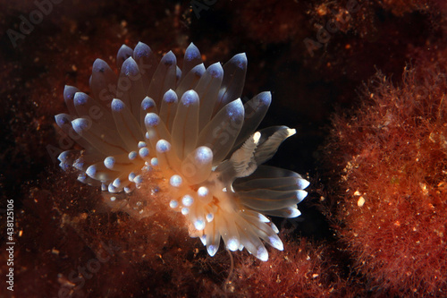 Vibrant nudibranch on coral reef in seawater photo