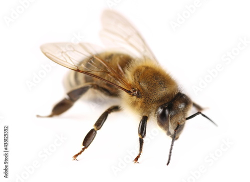 Honeybee isolated on white background
