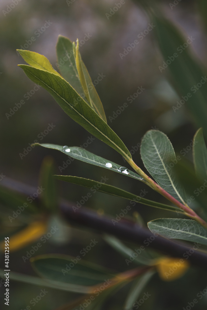 Obraz premium close up of a plant