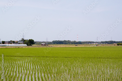 水を張った田と稲