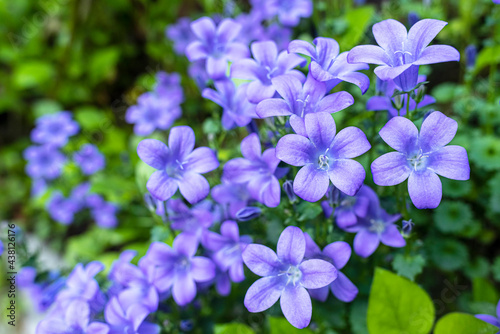 Deep purple flowers of Campanula portenschlagiana, the wall bellflower, during springtime