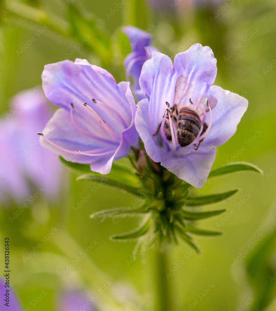 Macro of a honey bee (apis mellifera) collecting pollen on a Paterson's curse (echium plantagineum) blossom with blurred bokeh background; pesticide free save the bees biodiversity concept; Macro of a honey bee (apis mellifera) collecting pollen on a Paterson's curse (echium plantagineum) blossom with blurred bokeh background; pesticide free save the bees biodiversity concept;