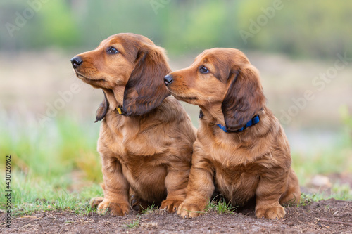 Two little Dachshund pups looking to the left in a blurred natural background.