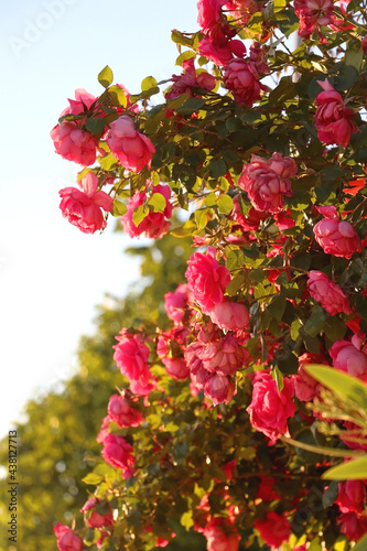 Bright pink roses in a garden. Selective focus.