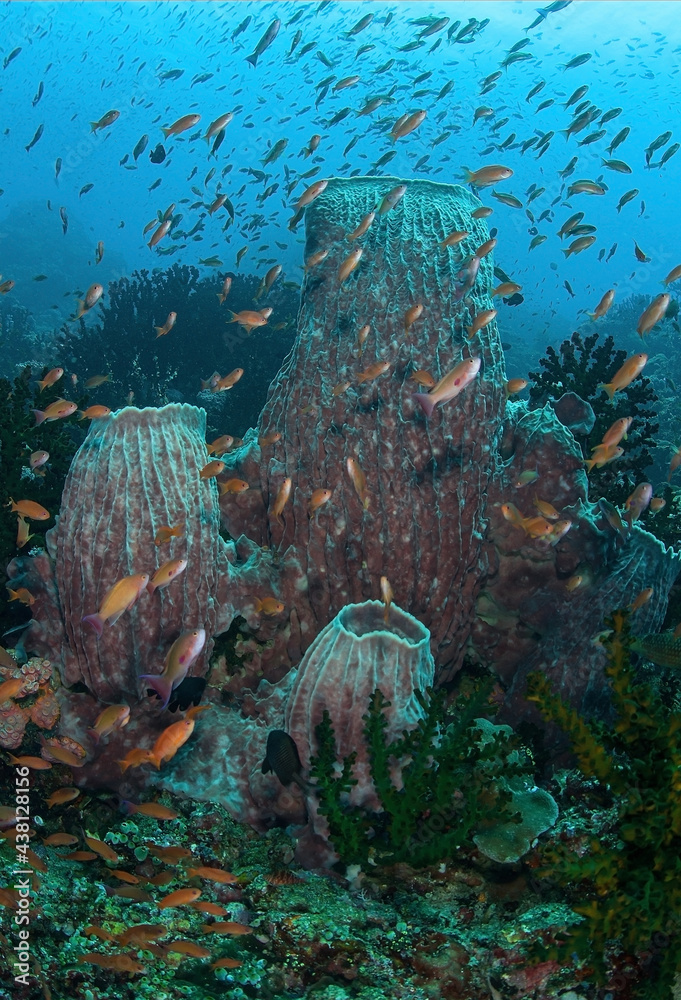 Shoal of fish swimming under sea water Shoal of fish swimming under sea water