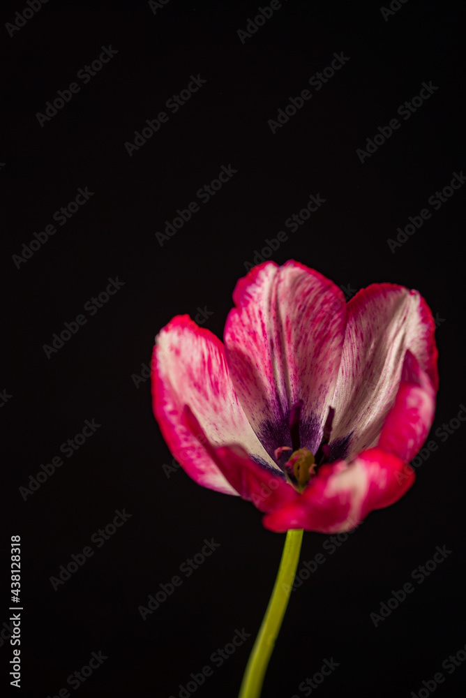 Fototapeta premium nice flower on the black background