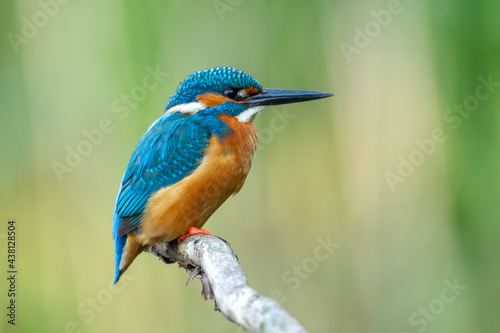 Kingfisher in the Netherlands with beautiful colors sitting on a branch © Johan van Beilen