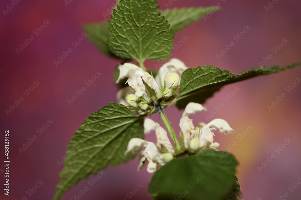 White wild flower blossom close up lamium album family lamiaceae modern macro background high quality big size prints White wild flower blossom close up lamium album family lamiaceae modern macro background high quality big size prints