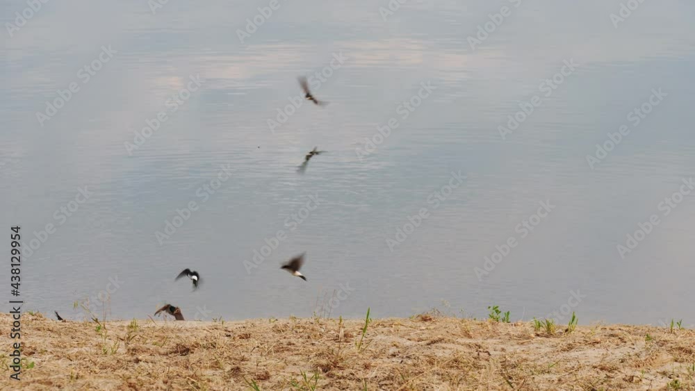 A flock of swallow birds fly over the surface of the lake water A flock of swallow birds fly over the surface of the lake water
