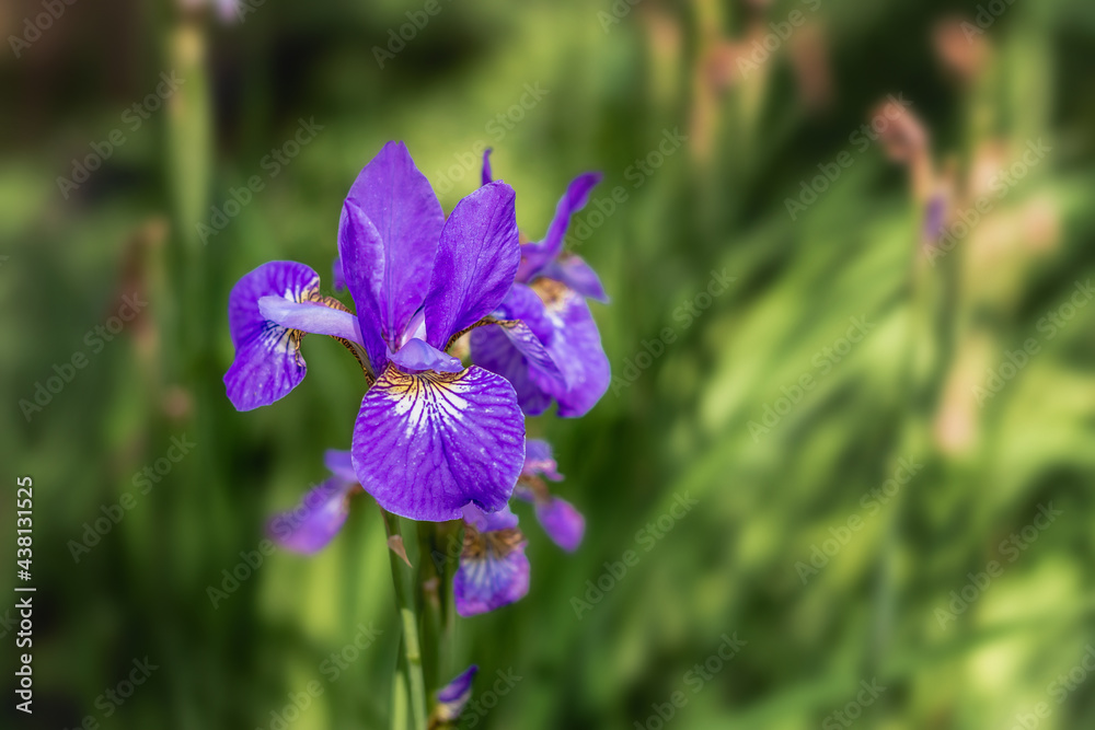 Beautiful bright blue water iris (Latin: Iris pseudacorus) blooms against the background of green foliage on a sunny day in the garden. A blooming blue water iris flower in the shade on a sunny day. Beautiful bright blue water iris (Latin: Iris pseudacorus) blooms against the background of green foliage on a sunny day in the garden. A blooming blue water iris flower in the shade on a sunny day.