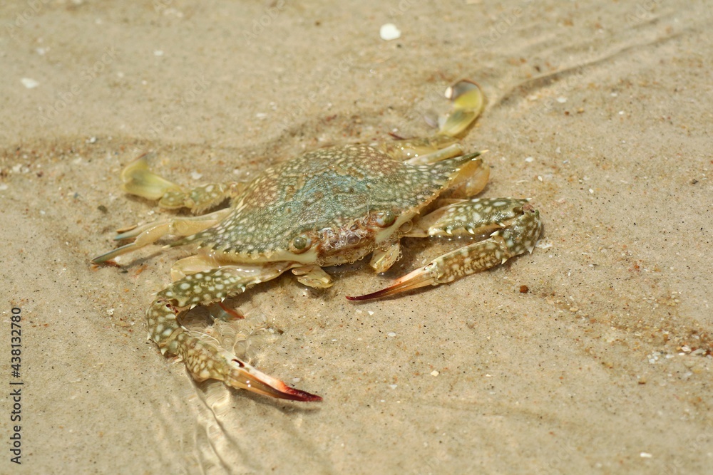 Selective focus of large crab on the beach in the summer morning. Animal and nature background concept. Selective focus of large crab on the beach in the summer morning. Animal and nature background concept.