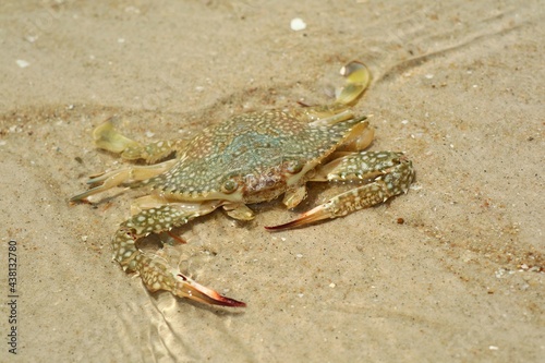 Selective focus of large crab on the beach in the summer morning. Animal and nature background concept.