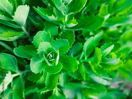 Canvastavla Green bush-like cabbage background with copy space
