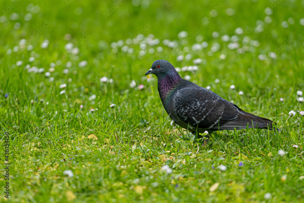 the pigeon walking on the green meadow, closeup, animal theme the pigeon walking on the green meadow, closeup, animal theme