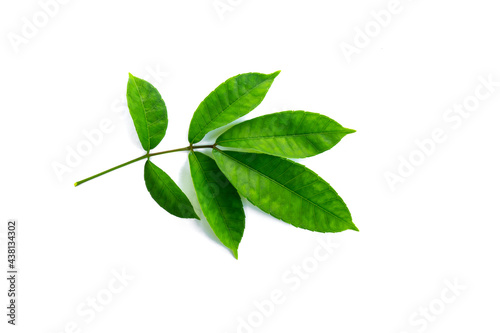 Tropical leaves isolated on white background.