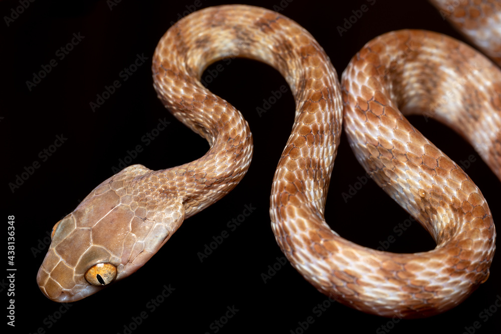 Fototapeta premium brown tree snake
