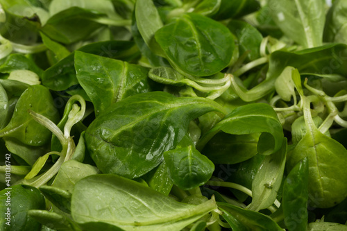 mache lettuce green salad