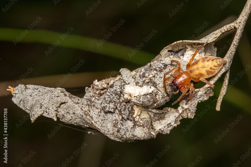 Spider on leaf Spider on leaf
