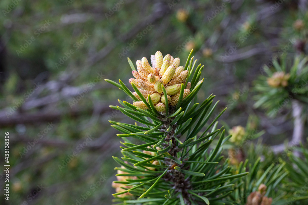 Young pine cone on a branch close-up spring the concept of a new life Young pine cone on a branch close-up spring the concept of a new life