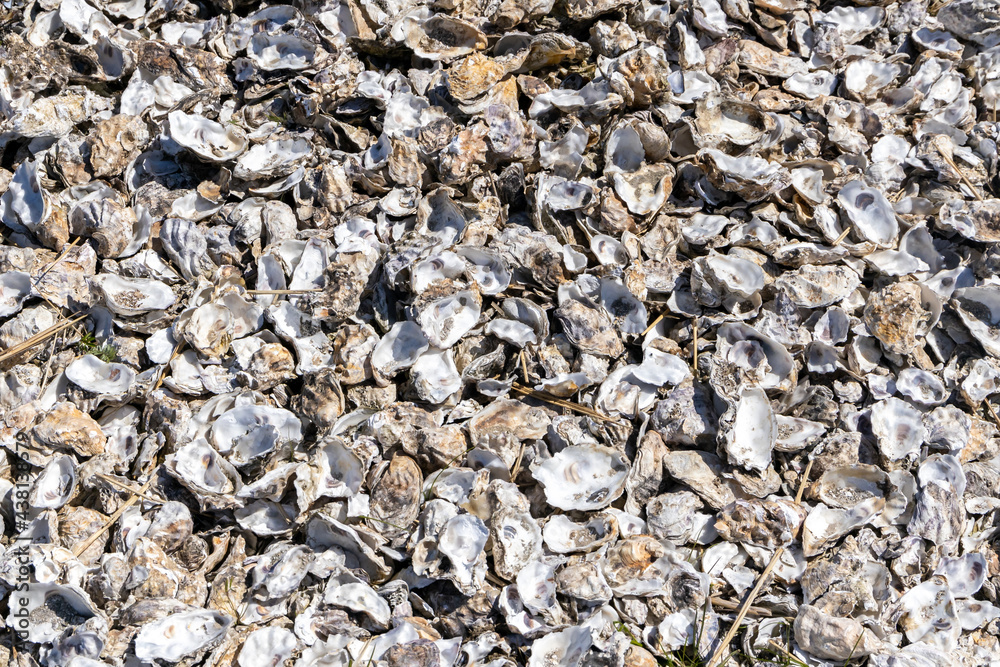 a bottom covered with shells and oysters. Background motif with many detail shots of different shells. a bottom covered with shells and oysters. Background motif with many detail shots of different shells.