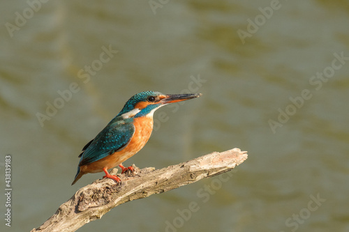 Pescaras albastru - Kingfisher - Alcedo atthis © Andrei Prodan