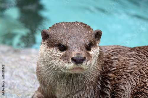 コツメカワウソ クローズアップ 初夏