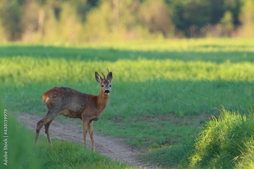 roebuck on the meadow, Poland roebuck on the meadow, Poland