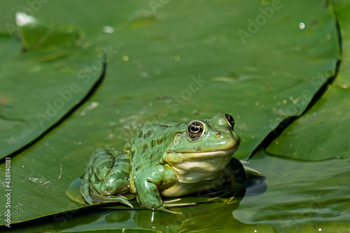 Marsh frog - Broasca mare de lac - Pelophylax ridibundus