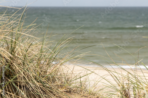 Fototapeta Naklejka Na Ścianę i Meble -  Beach and dunes with beach grass in summer on the North Sea Sylt, Germany. 