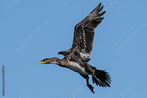 Great cormorant - Cormoran mare - Phalacrocorax carbo