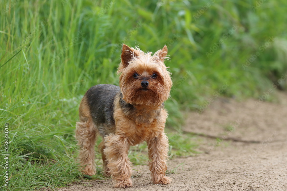 yorkshire terrier on the grass yorkshire terrier on the grass