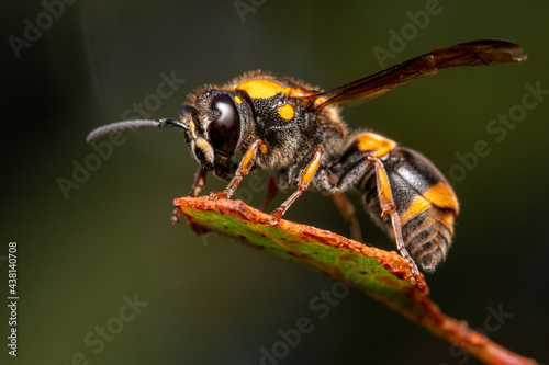 wasp on a leaf © Ash Powell