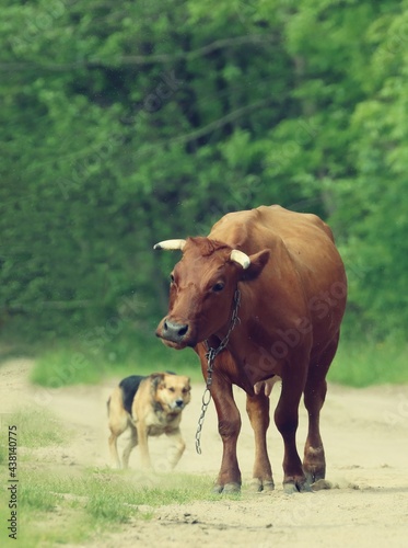 cow running away from the dog, Poland © Robert