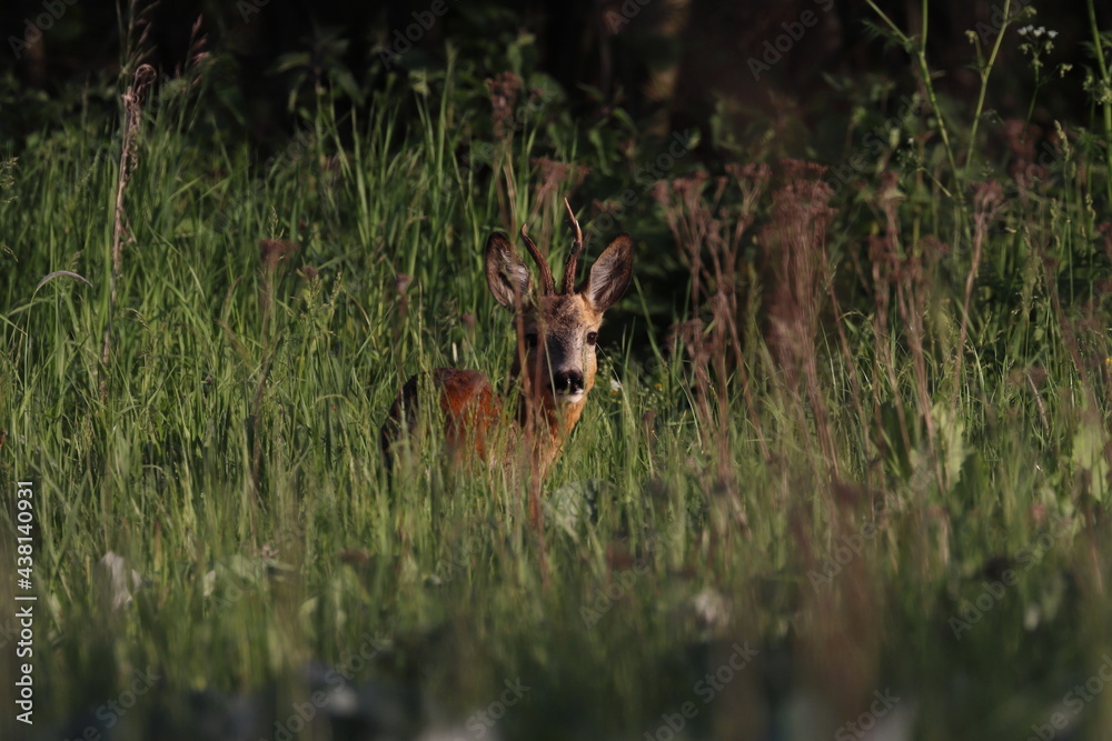 robuck in the grass robuck in the grass