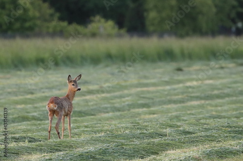 roe deer in the field, Polish wild nature