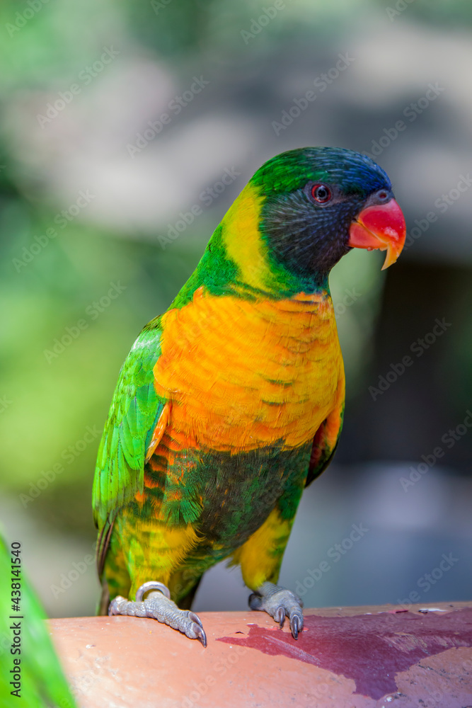 The marigold lorikeet (Trichoglossus capistratus) is a species of parrot that is endemic to the south-east Asian islands of Indonesia and East Timor.