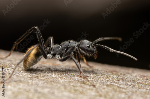ant on a wood