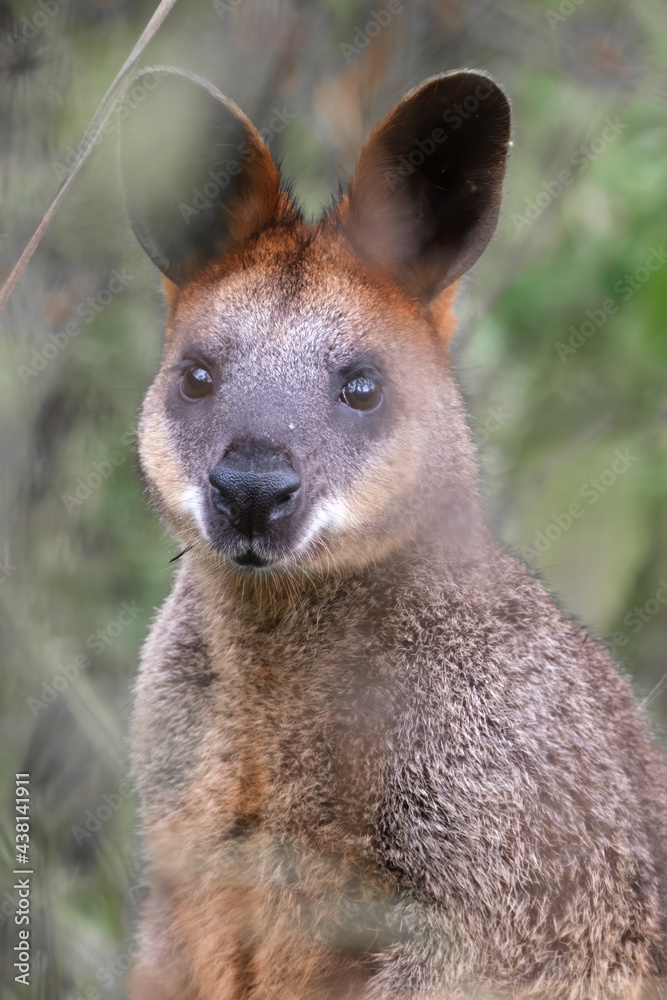 Wallaby in the bush
