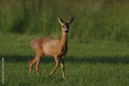 roe deer in the field, Polish wild nature