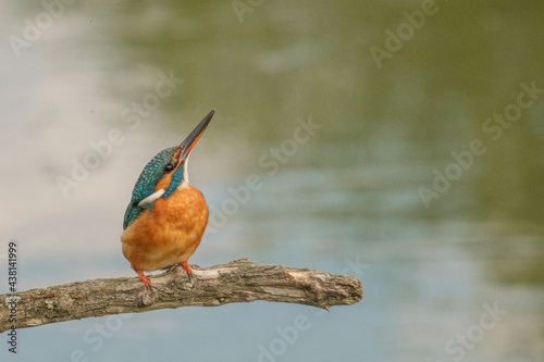 Pescaras albastru - Kingfisher - Alcedo athis photo