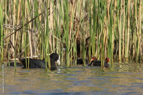 coot duck with young, animal family on the lake,Poland © Robert