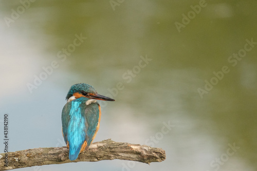 Pescaras albastru - Kingfisher - Alcedo atthis