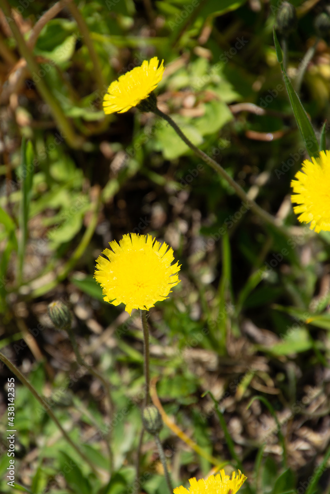 Spotted hawkweed flowers in the late spring on an overgrown roof Spotted hawkweed flowers in the late spring on an overgrown roof