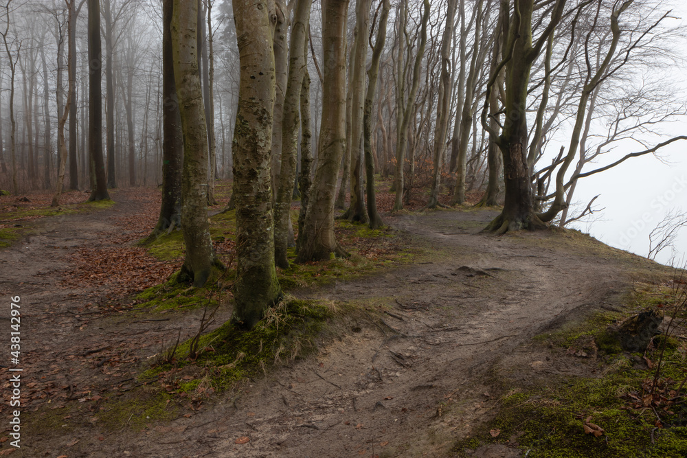 Haunted forest with bare tree trunks in winter in the mist. Haunted forest with bare tree trunks in winter in the mist.