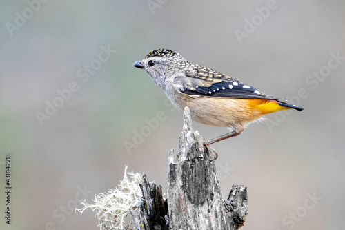 Pardalote photo