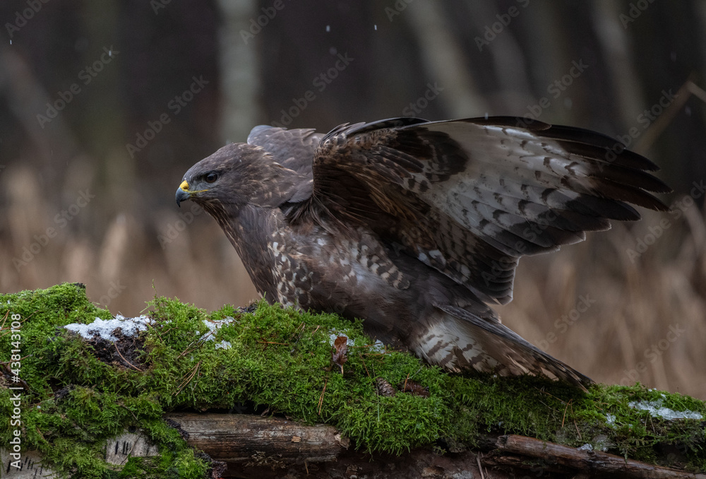 Buteo buteo Myszołów zwyczajny Common buzzard