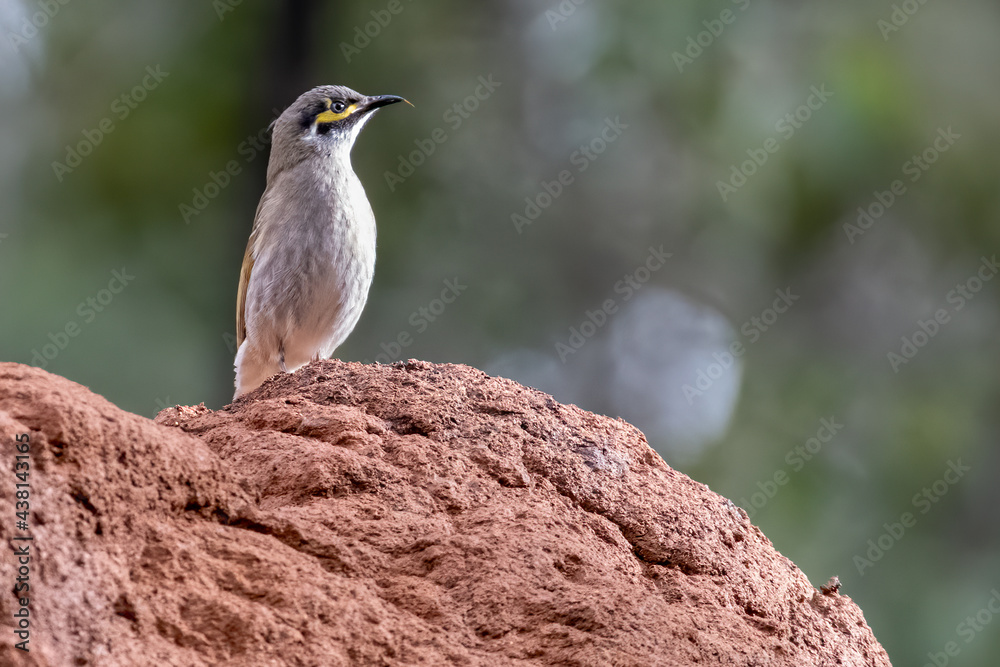 Fototapeta premium Honeyeater on termite mount,