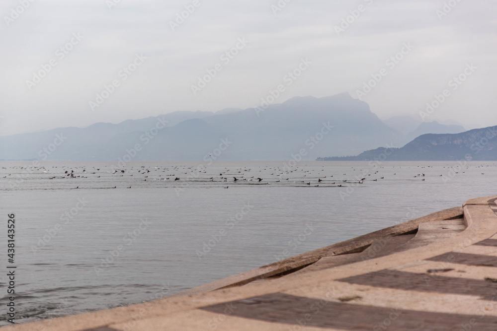 Mass take off of hundreds of ducks, geese and swans from a lake Garda, Italy