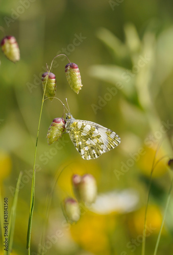 Western dappled white, butterfly, (Euchloe crameri), on Briza maxima, quaking grass, Andalucia, Spain photo