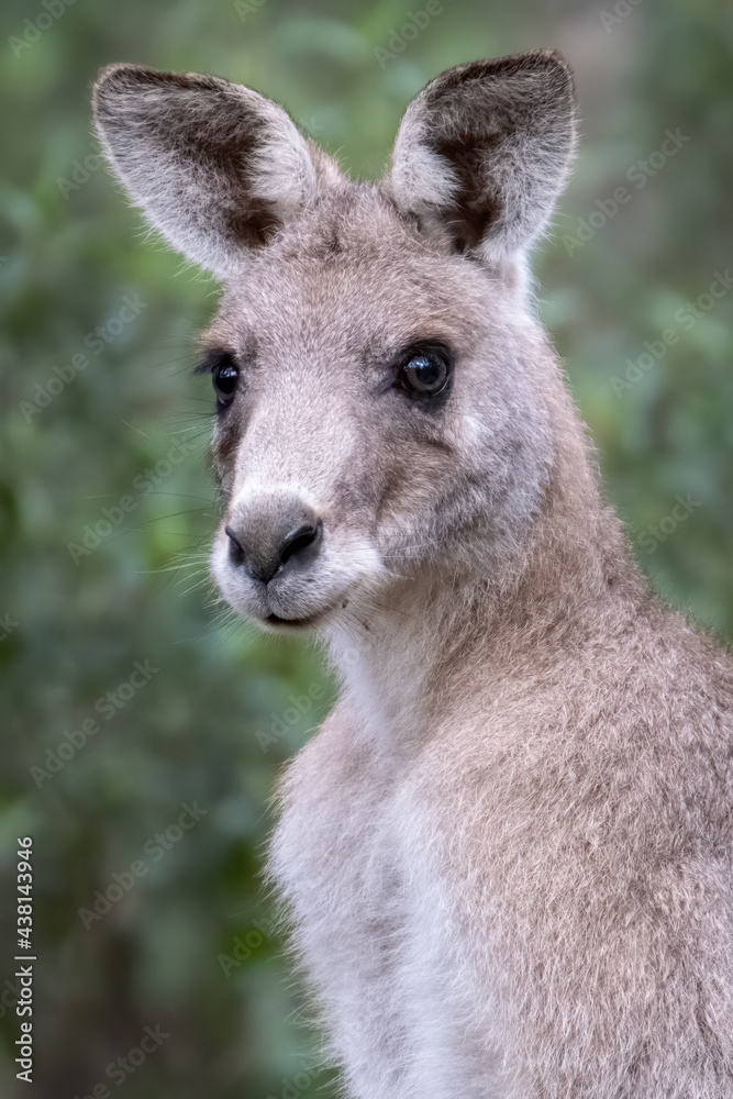 Kangaroo